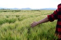 Man walks through a wheat field at sunset, touching green ears of wheat with his hands. Royalty Free Stock Photo