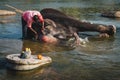 A man wash his elephant bath on the river in hampi india