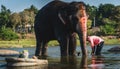 A man wash his elephant on the river in hampi india karnakata during a sunny