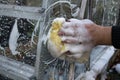 Hand washing the inside of a greenhouse conservatory glass windows with a soapy sponge