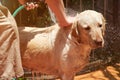 Man washing dog close-up Royalty Free Stock Photo