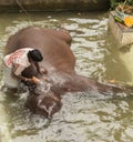Man washing elephant
