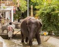 man washing elephant