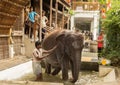 Man washing elephant in pool