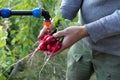 Man washing fresh organic radish from tap in garden