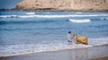 Man washing his camel near Taghazout surf village,morocco 2