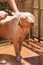 Man washing labrador dog Royalty Free Stock Photo