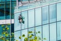 Man washing windows on a glass skyscraper Royalty Free Stock Photo