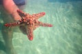 Man in water holding red starfish Royalty Free Stock Photo