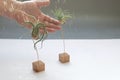 Man is watering air plants. Royalty Free Stock Photo