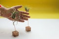 Man is watering air plants. Royalty Free Stock Photo