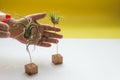 Man is watering air plants. Royalty Free Stock Photo