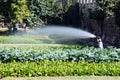 Man watering field growing agricultural crops