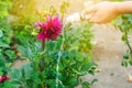 Man watering flowers in garden centre on a sunny day. flower bed, back yard. hose irrigation Royalty Free Stock Photo