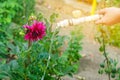 Man watering flowers in garden centre on a sunny day. flower bed, back yard. hose irrigation Royalty Free Stock Photo