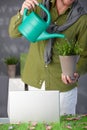 Man watering green plant at home Royalty Free Stock Photo