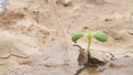 Man Watering a Sprout in Arid Field Rainless Land Surface. Climate Change Ecological Problem Concept Background. 4K