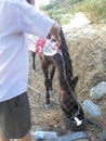 Man watering thirsty horse in Andalusia, Spain