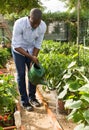 Man watering tomatoes and peppers seedlings with watering pot