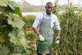 Man watering tomatoes and peppers seedlings with watering pot