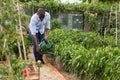 Man watering tomatoes and peppers seedlings with watering pot