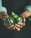 Man wearing black apron holding fresh green zucchinis in hands Royalty Free Stock Photo