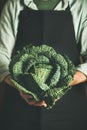 Man wearing black apron keeping fresh green cabbagein in hands Royalty Free Stock Photo