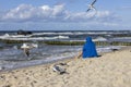 A man wearing a blue jacket sitting on the sandy beach, seagulls flying above his head, Baltic Sea, Miedzyzdroje, Poland Royalty Free Stock Photo