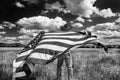 Man wearing cowboy hat standing in grass field, holding American flag blowing in wind behind him