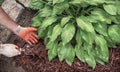 Man applying brown mulch, bark, with hand trowel around green healthy hosta plants in residential garden Royalty Free Stock Photo