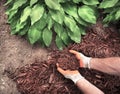 Man wearing garden gloves applying brown mulch, bark, around green healthy hosta plants in residential garden Royalty Free Stock Photo