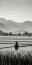 Kintsukuroi-inspired Black And White Landscape: Man Walking Through Rice Fields