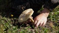 man wearing waterproof jacket and collecting mushroom somewhere in countryside, forest. Sun is shining on warm autumn day.