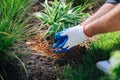 Man wearing white sneakers coming to the garden while enriching soil