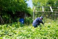 A man is weeding beds.