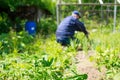 A man is weeding beds. Royalty Free Stock Photo