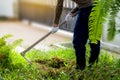 Man weeding his garden with hoe.