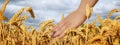 Man in wheat field under cloudy sky, closeup. Banner design Royalty Free Stock Photo