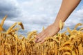 Man in wheat field under cloudy sky, closeup. Space for text Royalty Free Stock Photo
