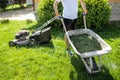 Man with a wheelbarrow of freshly cut grass. Person mows the lawn in the backyard. Royalty Free Stock Photo