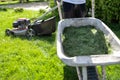 Man with a wheelbarrow of freshly cut grass. Person mows the lawn in the backyard. Royalty Free Stock Photo