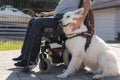 Man in a wheelchair petting his assistance dog lying calmly beside him Royalty Free Stock Photo