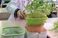 A man in a white coat lifts a container of young sprouts and lentil roots out of the water. Hydroponics. The method of growing