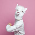 Man with white lama head on bright pink studio wall background
