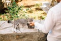 Man in a white shirt strokes a gray tabby cat lying on a stone fence against a background of a green bush. Close-up Royalty Free Stock Photo