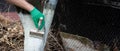 a man whitewashes trees in the garden in spring. Selective focus Royalty Free Stock Photo