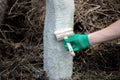 a man whitewashes trees in the garden in spring. Selective focus Royalty Free Stock Photo