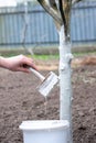 a man whitewashes trees in the garden in spring. Selective focus Royalty Free Stock Photo