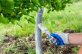 A man whitewashes the trunk of a young fruit tree to protect the bark from pests and sunburn Royalty Free Stock Photo