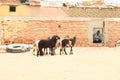 Sheep in Marsa Alam Royalty Free Stock Photo